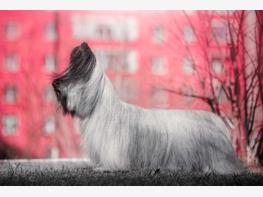 Skye terrier - zdjęcie 4
