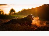 Berneński pies pasterski - zdjęcie 6