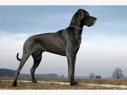 Dog niemiecki - zdjęcie 1