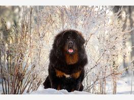 Mastif tybetański - zdjęcie 1