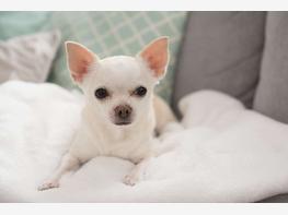 Chihuahua - zdjęcie 3