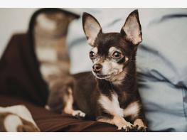 Chihuahua - zdjęcie 4