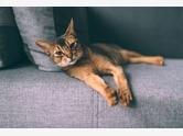 Kot abisyński - zdjęcie 5