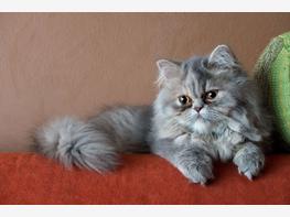 Kot perski - zdjęcie 2