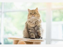 Kot perski - zdjęcie 1