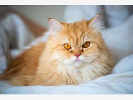 Kot perski - zdjęcie 5