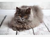 Kot perski - zdjęcie 2