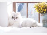 Kot perski - zdjęcie 4