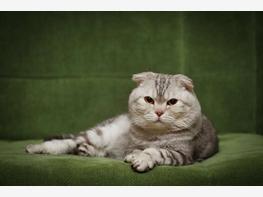 Kot szkocki zwisłouchy - zdjęcie 2