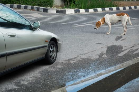 Co zrobić, gdy potrącimy psa samochodem? Pies w wypadku komunikacyjnym