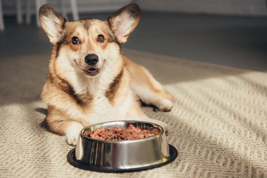 Ile powinien jeść pies? Praktyczna tabela żywienia psów