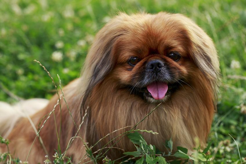 Pies rasy pekińczyk leżący w trawie, a także charakter, usposobienie, cena i hodowla