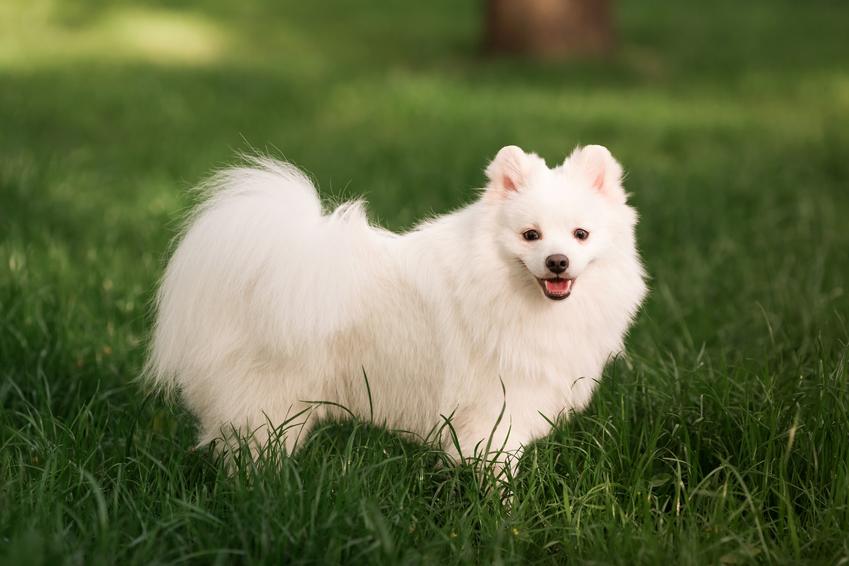 Pies rasy szpic niemiecki na tle trawnika, a także jego opis, charakter, cena i hodowla