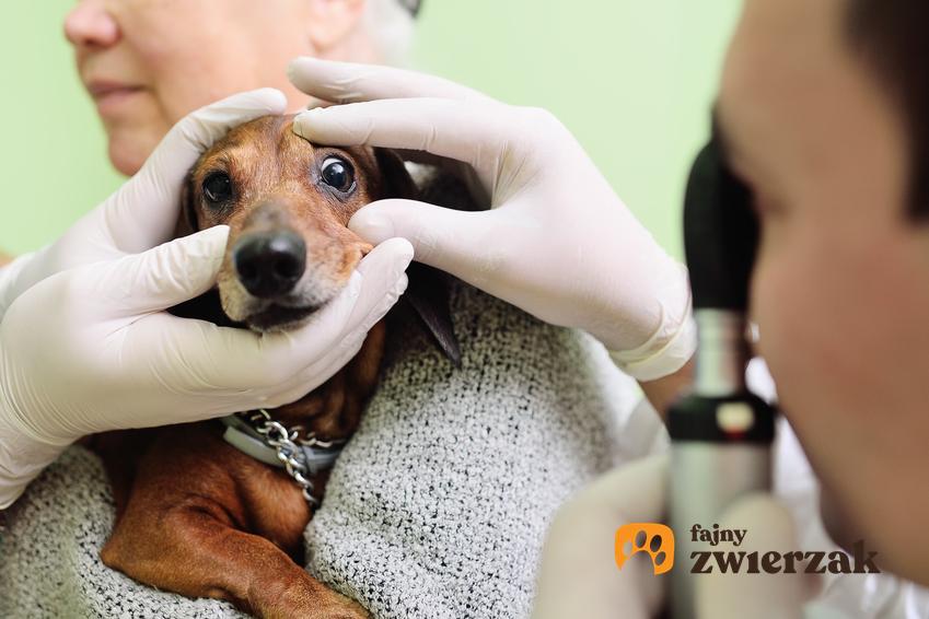 Pies u weterynarza podczas badania oczu, a także choroby oczu u psa i objawy