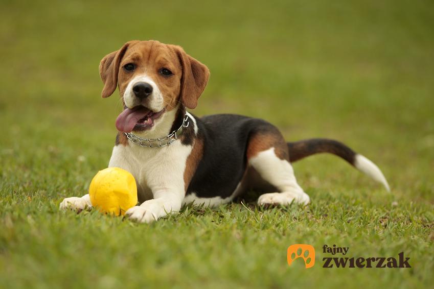 Pies rasy beagle siedzący z piłką na trawie, a także usposobienie beagle