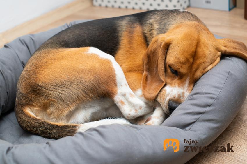 Pies rasy beagle podczas snu na legowisku, a także usposobienie beagle