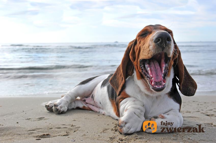 Pies rasy basset hound podczas spaceru na tle wody, a także charakter i cena basseta