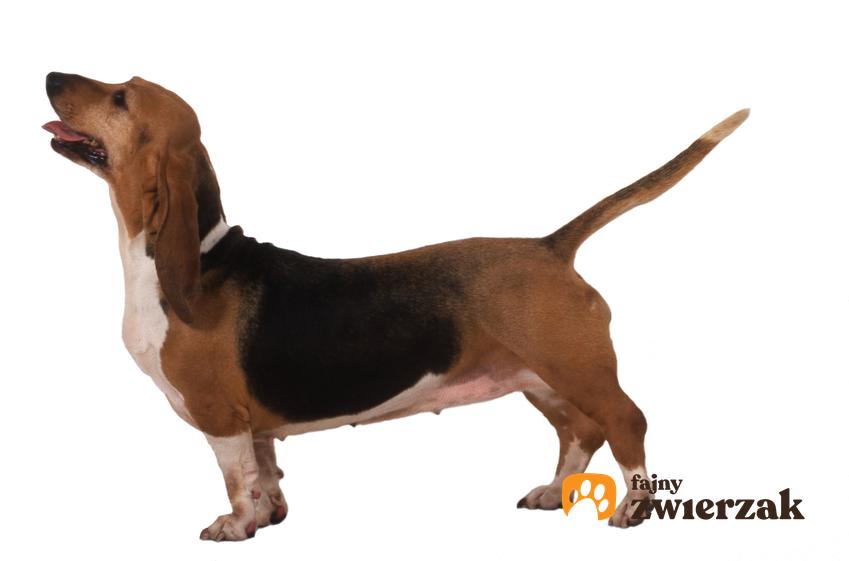 Pies rasy basset hound na białym tle, a także charakter i cena basseta