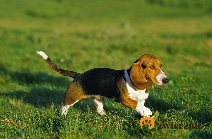 Pies rasy basset artezyjsko-normandzki chodzący po trawniu, a także hodowla i cena