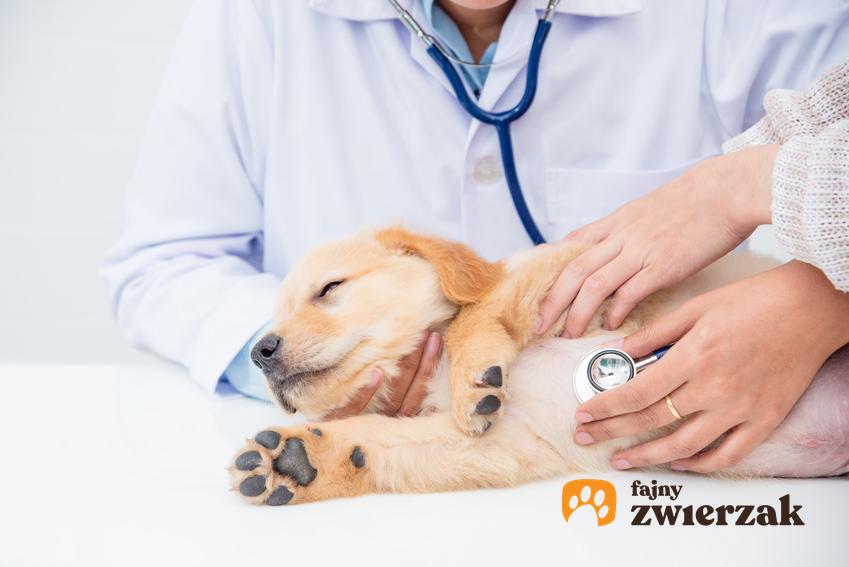 Pies u weterynarza na stole, a także przepuklina u szczeniaka, objawy i leczenie