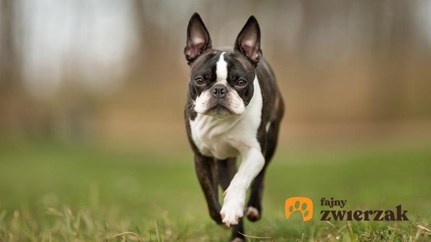 Pies rasy boston terrier podczas spaceru, a także porównanie boston terrier a buldog francuski