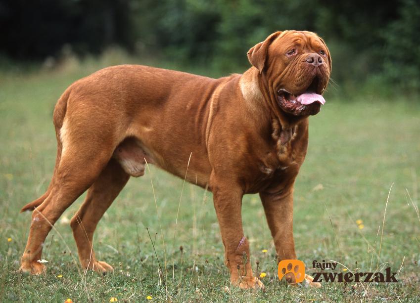 Pies rasy dogue de bordeaux stojący na trawniku oraz jego charakkter, cena i hodowla