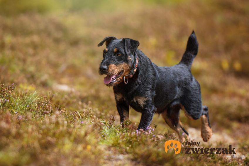 Pies rasy niemiecki terier myśliwski podczas spaceru, a także jego hodowla i usposobienie