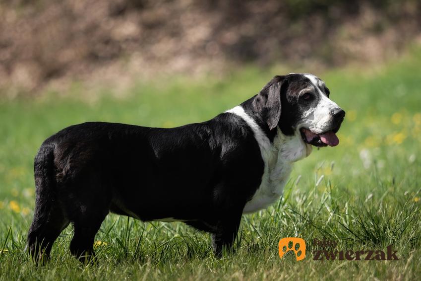 Pies rasy basset gaskoński na tle zieleni, a także basset bretoński i ich charakter