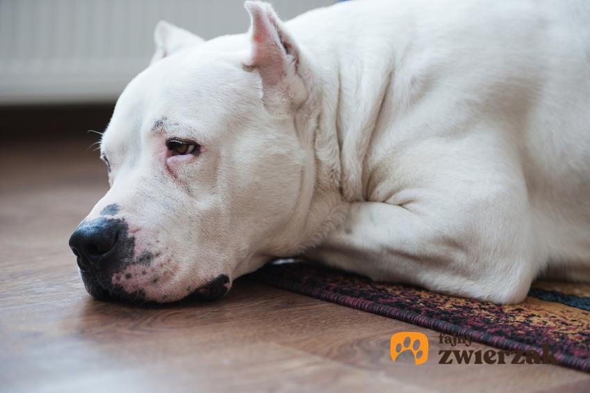 Pies rasy owczarek argentyński leżący na podłodze, a także jego charakter i usposobienie