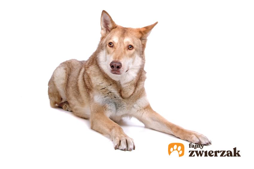 Pies rasy wilczak saarloosa na białym tle oraz jego charakter i hodowla