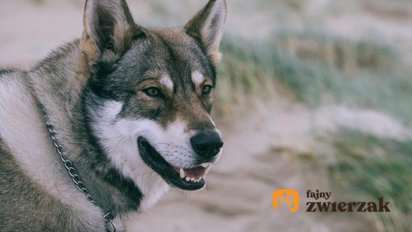 Pies rasy wilczak saarloosa podczas spaceru, a także jego charakter i usposobienie
