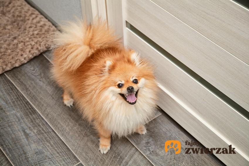 Pies rasy szpic niemiecki mały na podłodze, a także jego charakter i hodowla