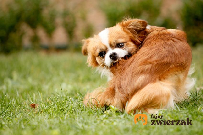 Pies rasy pekińczyk na trawniku, a także charakter pekińczyka, usposobienie i cena
