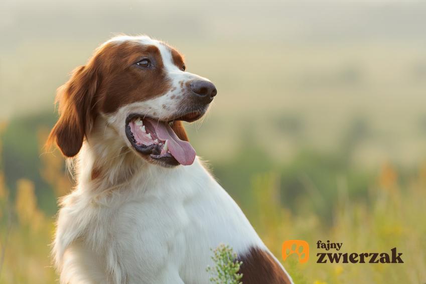 Pies rasy seter irlandzki czerwono-biały na łonie natury, a także jego charakter i hodowla