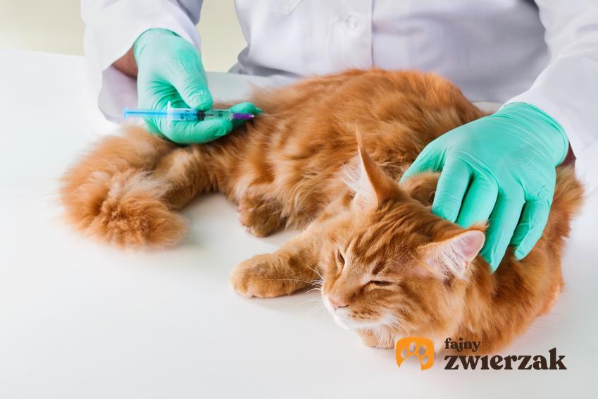 Rudy kot podczas zastrzyku u weterynarza, a także zabieg i sterylizacja kotki