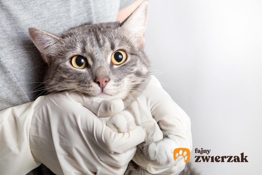 Kot w rękach weterynarza w rękawiczkach, a także sterylizacja kotki i zabieg