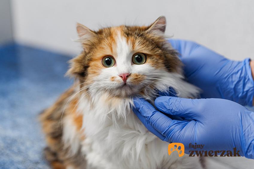Kotka u weterynarza, a także cena sterylizacji kotki, ile kosztuje sterylizacja kotki