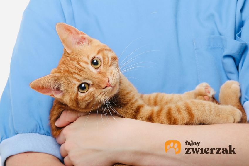 Rudy kot na rękach weterynarza oraz cena sterylizacji kotki, ile kosztuje sterylizacja, zabieg