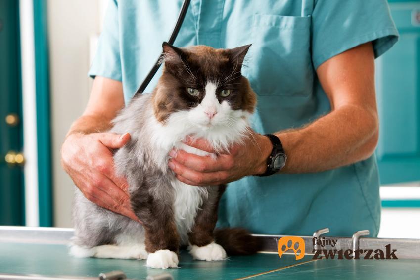 Kotka podczas badania u weterynarza, a także kiedy sterylizować kotkę oraz zabieg
