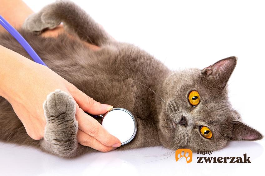 Kot na białym tle ze stetoskopem, a także sterylizacja kotki i kiedy sterylizować kotkę