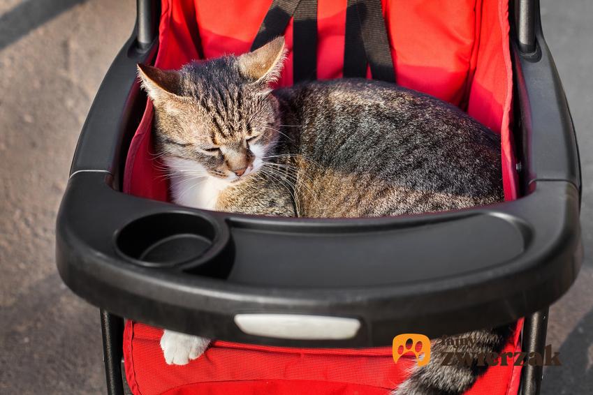 Kot leżący z wózku, a także spacerowy wózek dla kota do transportu