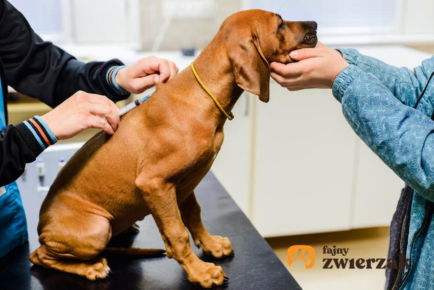 Pies podczas wizyty u weterynarza, a także nosówka u psa, objawy i leczenie