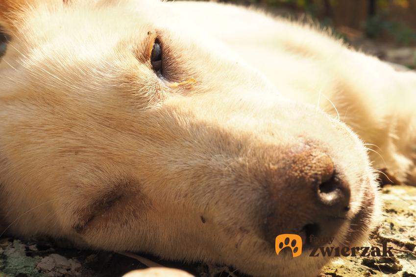Pies śpiący na podłodze i zbliżenie na nos, a także nosówka u psa, jej leczenie i objawy