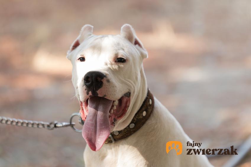 Pies rasy buldog argentyński z językiem na wierzchu i zbliżenie na portrecie, a także jego charakter i hodowla