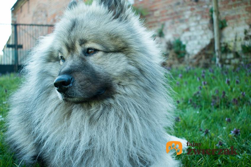 Pies rasy szpic wilczy na zdjęciu portretowym na tle zieleni oraz jego charaker