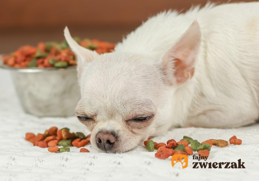 Śpiący chory pies przy jedzeniu, a także z czego wynika brak apetytu u psa, pies i przyczyny