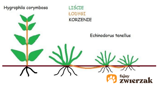 Etapy wzrostu roślin w akwarium, a także echinodorus tenellus, żabienica delikatna i jej hodowla