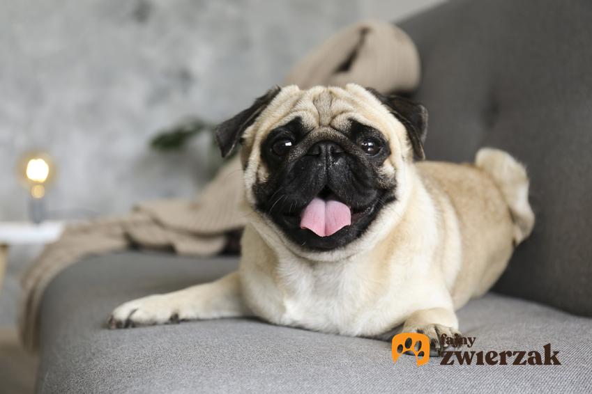 Pies mops leżący na kanapie, a także jego charakter, cena i jak wygląda