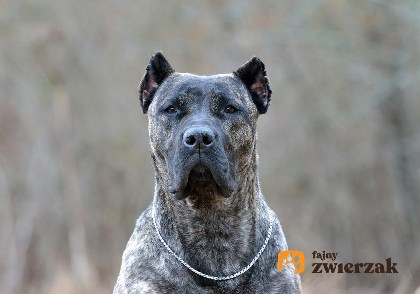 Pies rasy dog kanaryjski na zdjęciu portretowym oraz jego, charakter i hodowla
