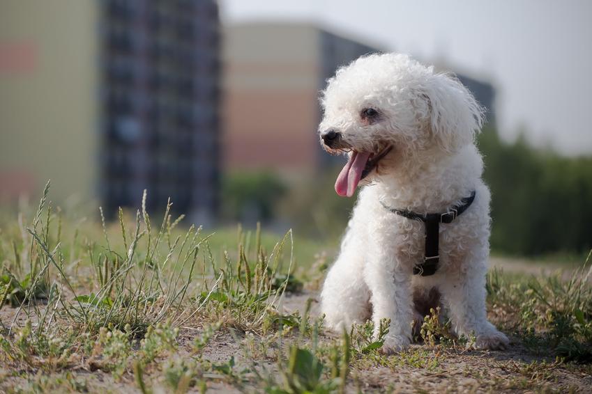 Pies rasy bolończyk podczas spaceru po osiedlu, a także jego ops i charakter